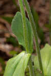 Common Leopardbane